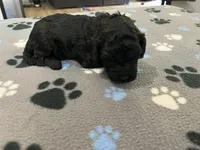 Coal - Reserved for Alli, a male Miniature Goldendoodle for sale in Whitewater, WI – 1 of 6