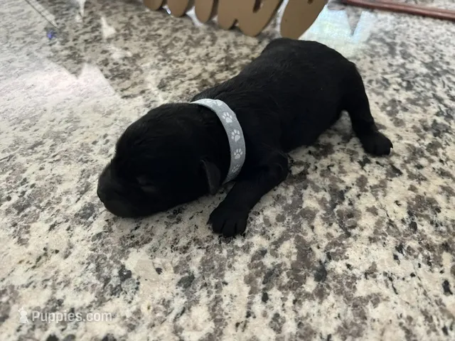 Pepper – Miniature Goldendoodle puppy for sale in Whitewater, WI