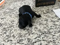 Coal, a male Miniature Goldendoodle for sale in Whitewater, WI – 6 of 8