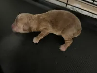 Cosmo, a male Miniature Goldendoodle for sale in Beloit, WI – 5 of 8