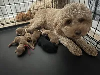 Cosmo - Recerved for Dana, a male Miniature Goldendoodle for sale in Beloit, WI – 9 of 9
