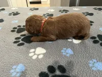 Cayenne - Reserved for Ronnie, a male Miniature Goldendoodle for sale in Whitewater, WI – 2 of 10