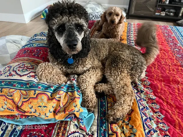 Rocki II – Poodle - Standard  puppy for sale in Whitewater, WI
