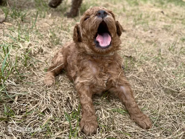 Laika – Miniature Goldendoodle puppy for sale in Beloit, WI