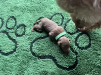 Hunter, a male Miniature Goldendoodle for sale in Whitewater, WI – 4 of 9