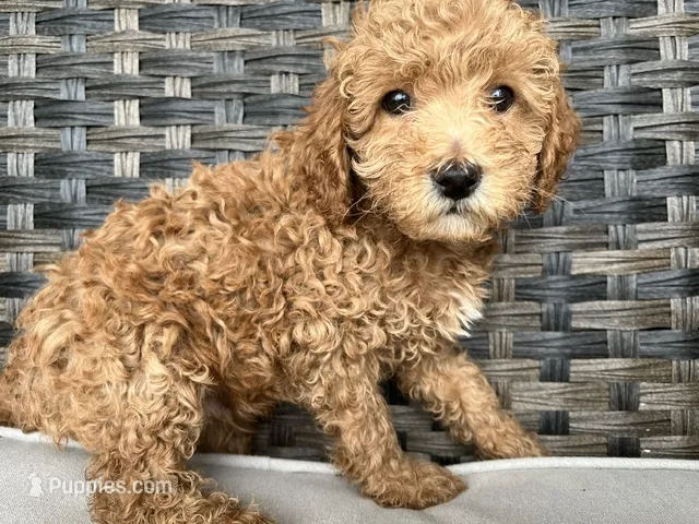 Cosmo – Miniature Goldendoodle puppy for sale in Beloit, WI
