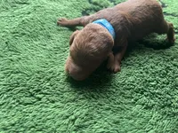 Razz, a male Miniature Goldendoodle for sale in Whitewater, WI – 3 of 7