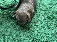 Ginger, a female Miniature Goldendoodle for sale in Whitewater, WI – 8 of 9