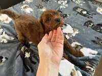 Hunter - Reserved for Sarah, a male Miniature Goldendoodle for sale in Beloit, WI – 7 of 8