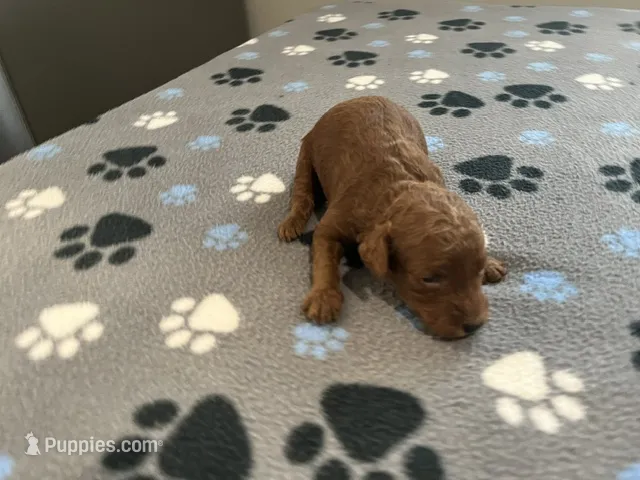 Ruby – Miniature Goldendoodle puppy for sale in Whitewater, WI