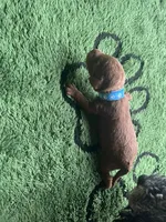 Razz, a male Miniature Goldendoodle for sale in Whitewater, WI – 7 of 7