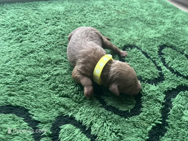 Rocco – Miniature Goldendoodle puppy for sale in Whitewater, WI