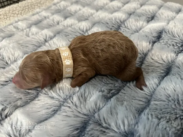 Laika – Miniature Goldendoodle puppy for sale in Beloit, WI