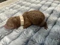 Laika, a female Miniature Goldendoodle for sale in Beloit, WI – 1 of 10