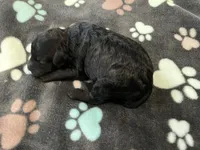 Shadow - Reserved Breianna, a male Miniature Goldendoodle for sale in Whitewater, WI – 2 of 7