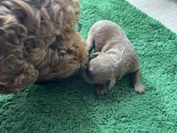 Ginger, a female Miniature Goldendoodle for sale in Whitewater, WI – 3 of 9