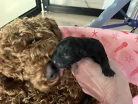 Raven - Reserved Trisha & Jeff, a female Miniature Goldendoodle for sale in Whitewater, WI – 2 of 10