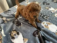 Hunter - Reserved for Sarah, a male Miniature Goldendoodle for sale in Beloit, WI – 8 of 8