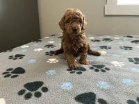 Rocco - Reserved for Francis, a male Miniature Goldendoodle for sale in Beloit, WI – 4 of 7