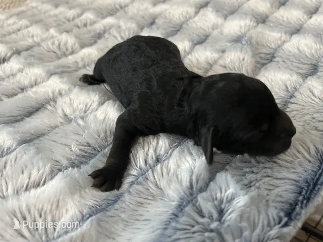 Nova – Miniature Goldendoodle puppy for sale in Beloit, WI