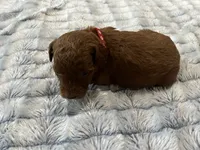 Cayenne - Reserved for Ronnie, a male Miniature Goldendoodle for sale in Whitewater, WI – 7 of 10