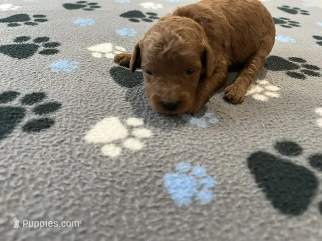 Rocco – Miniature Goldendoodle puppy for sale in Whitewater, WI