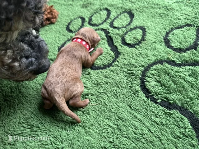 Cayenne – Miniature Goldendoodle puppy for sale in Whitewater, WI