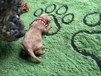 Cayenne, a male Miniature Goldendoodle for sale in Whitewater, WI – 1 of 8