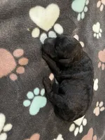 Shadow - Reserved Breianna, a male Miniature Goldendoodle for sale in Whitewater, WI – 5 of 7