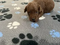 Ruby - Reserved for Evelyn, a female Miniature Goldendoodle for sale in Whitewater, WI – 6 of 10