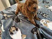 Hunter - Reserved for Sarah, a male Miniature Goldendoodle for sale in Beloit, WI – 6 of 8