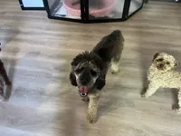 Rocki II, a male Poodle - Standard  for sale in Whitewater, WI – 2 of 6