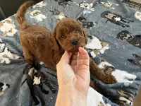 Hunter - Reserved for Sarah, a male Miniature Goldendoodle for sale in Beloit, WI – 4 of 8