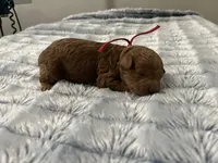 Bell - Reserved for Allison, a female Miniature Goldendoodle for sale in Beloit, WI – 4 of 8
