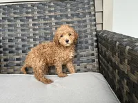 Cosmo, a male Miniature Goldendoodle for sale in Beloit, WI – 2 of 8