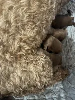 Ruby, a female Miniature Goldendoodle for sale in Whitewater, WI – 5 of 10