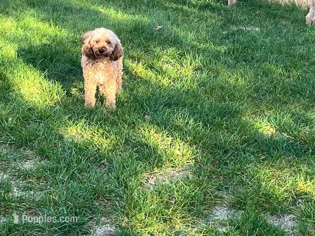 Expecting Toy Goldendoodles – Miniature Goldendoodle puppy for sale in Beloit, WI