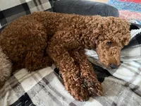 Expecting, a  Miniature Goldendoodle for sale in Whitewater, WI – Photo 2 of 3