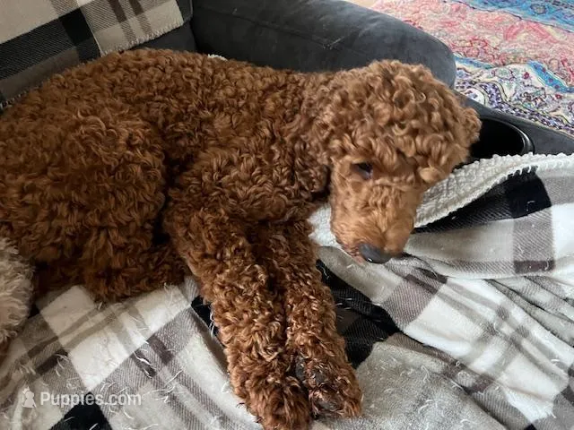 Expecting – Miniature Goldendoodle puppy for sale in Whitewater, WI