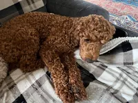 Expecting, a  Miniature Goldendoodle for sale in Whitewater, WI – Photo 1 of 3