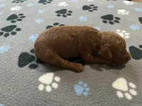 Ruby - Reserved for Evelyn, a female Miniature Goldendoodle for sale in Whitewater, WI – 4 of 10
