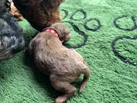 Cayenne, a male Miniature Goldendoodle for sale in Whitewater, WI – 2 of 8