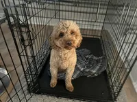 Expecting, a  Miniature Goldendoodle for sale in Beloit, WI – 4 of 5