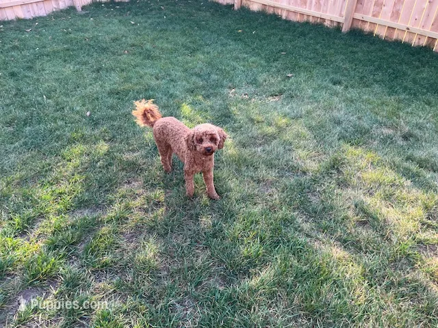 Expecting Miniature Goldendoodles – Miniature Goldendoodle puppy for sale in Beloit, WI