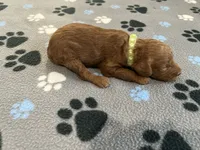 Hunter, a male Miniature Goldendoodle for sale in Beloit, WI – 4 of 8