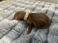Laika, a female Miniature Goldendoodle for sale in Beloit, WI – 7 of 10