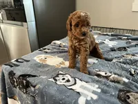 Ginger - Reserved for Sarah, a female Miniature Goldendoodle for sale in Beloit, WI – 6 of 9