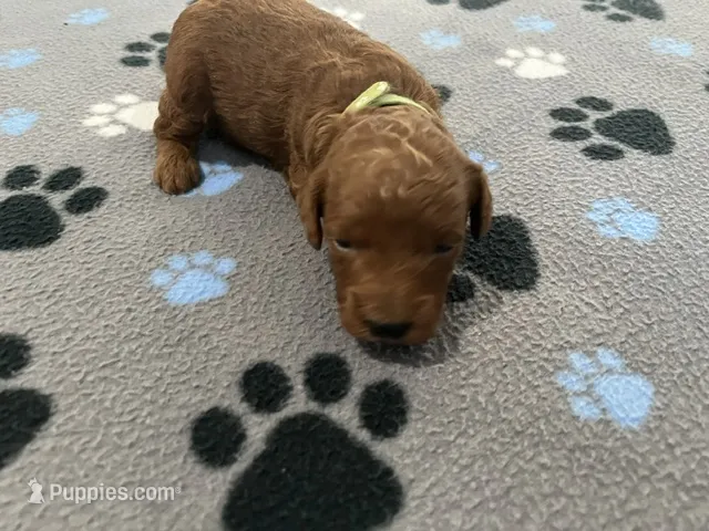 Hunter – Miniature Goldendoodle puppy for sale in Whitewater, WI
