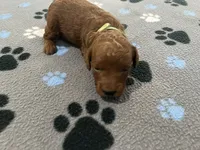 Hunter, a male Miniature Goldendoodle for sale in Beloit, WI – 1 of 8