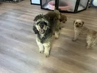 Rocki II, a male Poodle - Standard  for sale in Whitewater, WI – 5 of 6